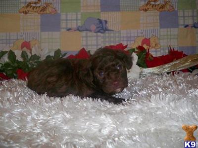 Poodle Puppies for Sale